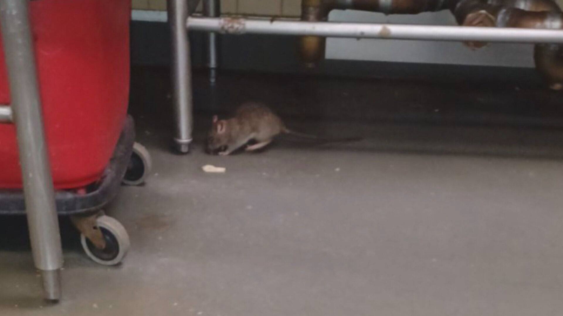 Des rats au centre Cloutier-du Rivage de Trois-Rivières | TVA Nouvelles