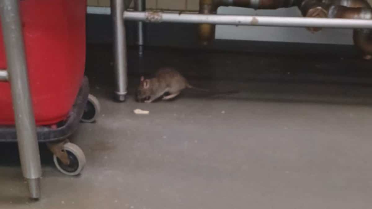 Quebec Rats Des rats au centre Cloutier-du Rivage de Trois-Rivières | TVA Nouvelles