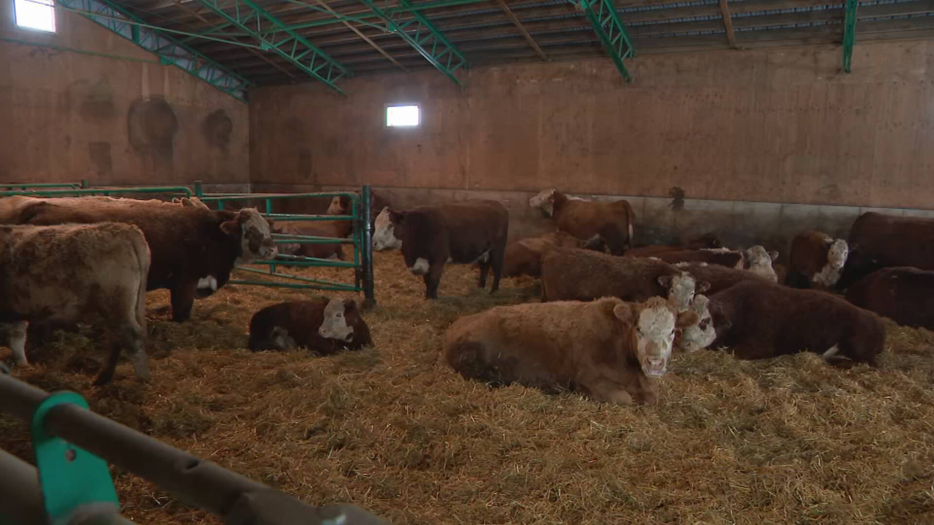 Viande &agrave; la hausse, bovins &agrave; la baisse