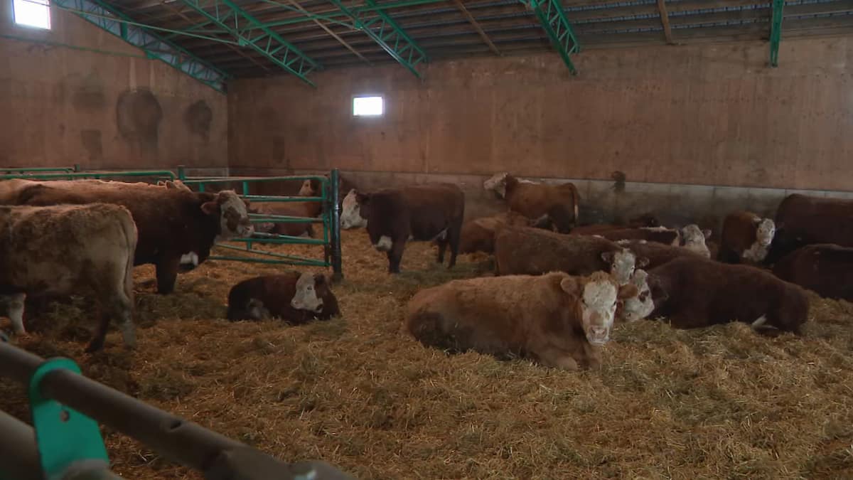 Viande à la hausse, bovins à la baisse