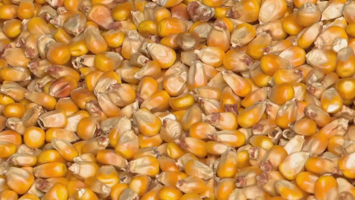Le soya et le maïs à des prix records TVA Nouvelles Le soya et le maïs à des prix records TVA Nouvelles