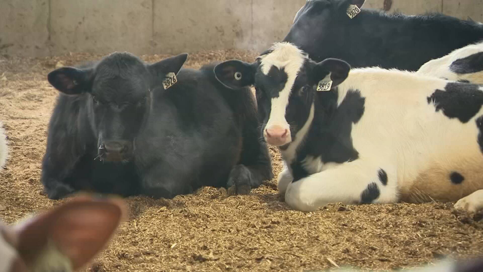 Le froid extr&ecirc;me, p&eacute;riode cruciale pour les producteurs laitiers de la Mauricie