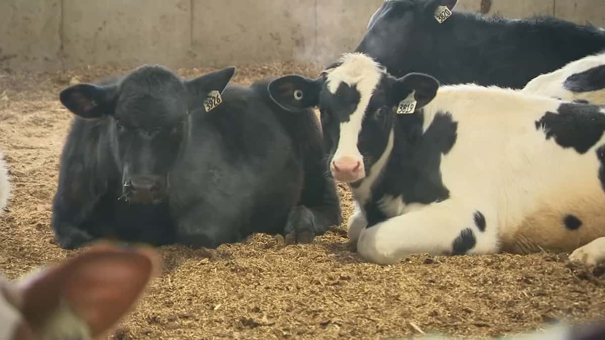 Le froid extrême, période cruciale pour les producteurs laitiers de la Mauricie