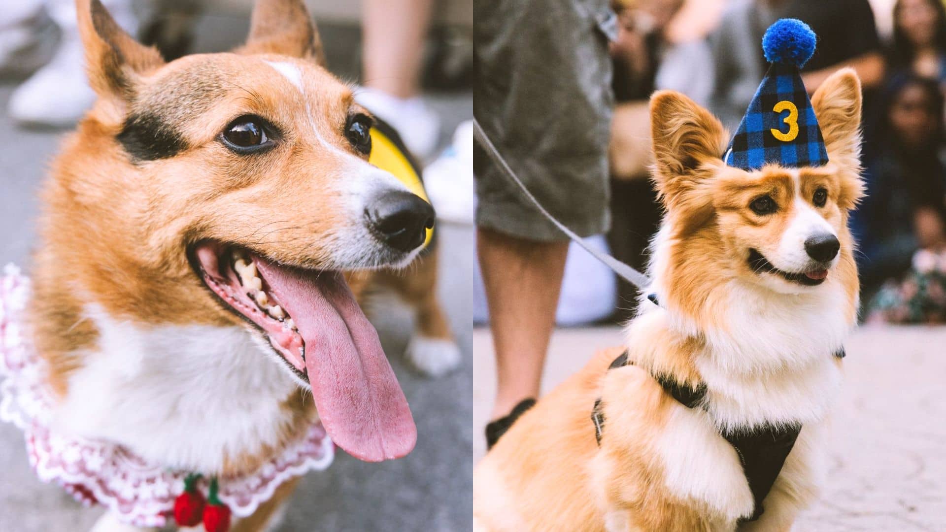 Un party de corgis à Montréal