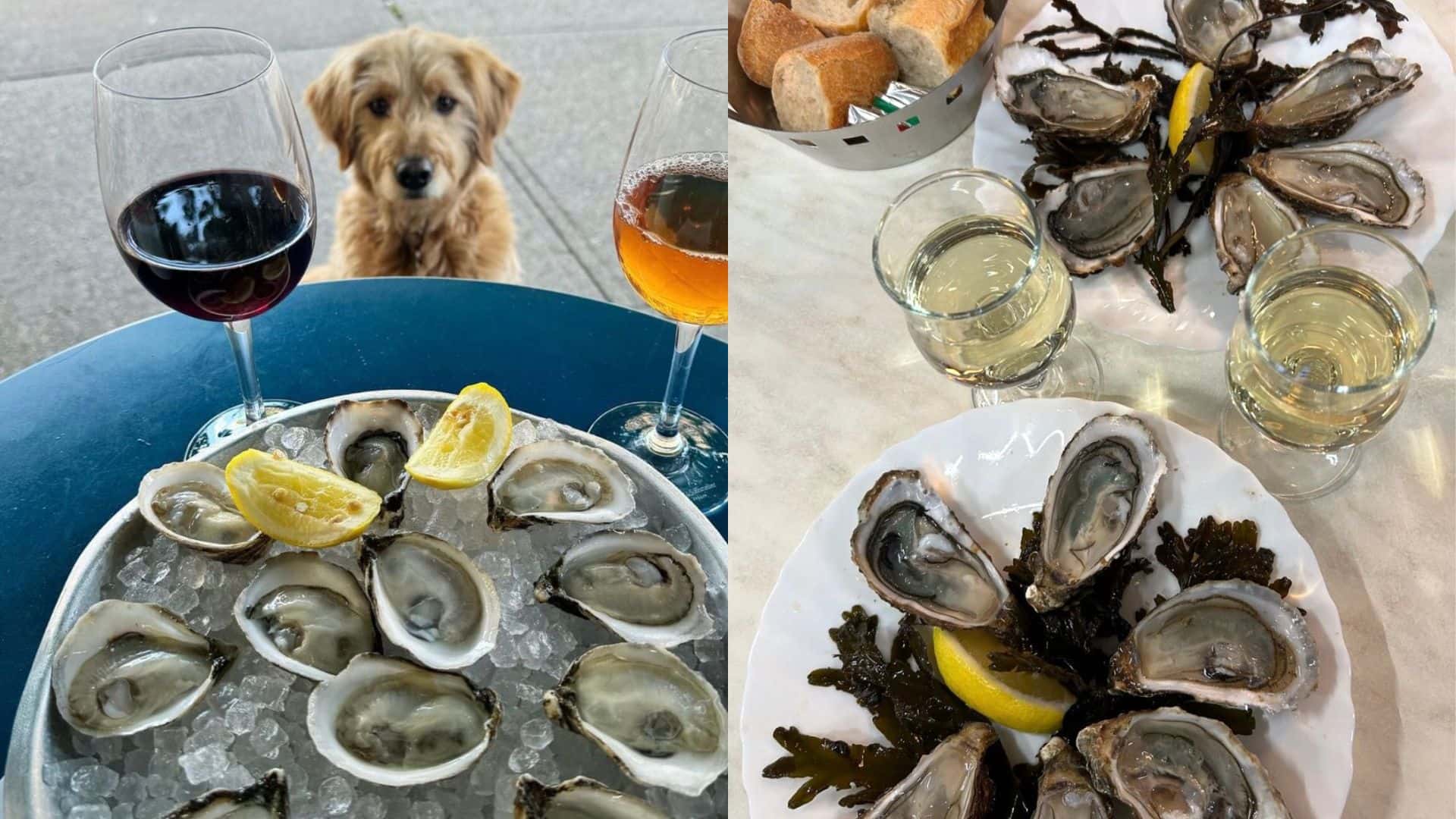 5 vins à moins de 20$ qui sublimeront vos huîtres