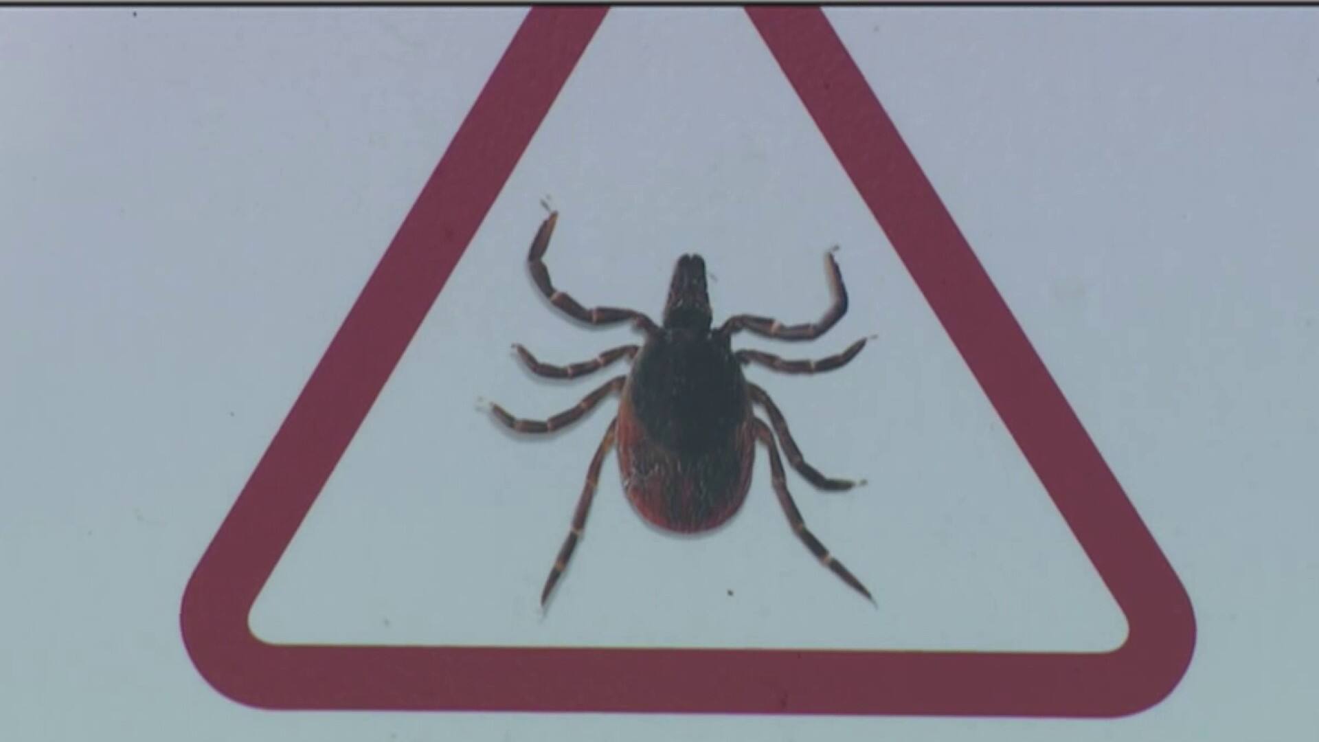 Les tiques de plus en plus nombreuses au Québec