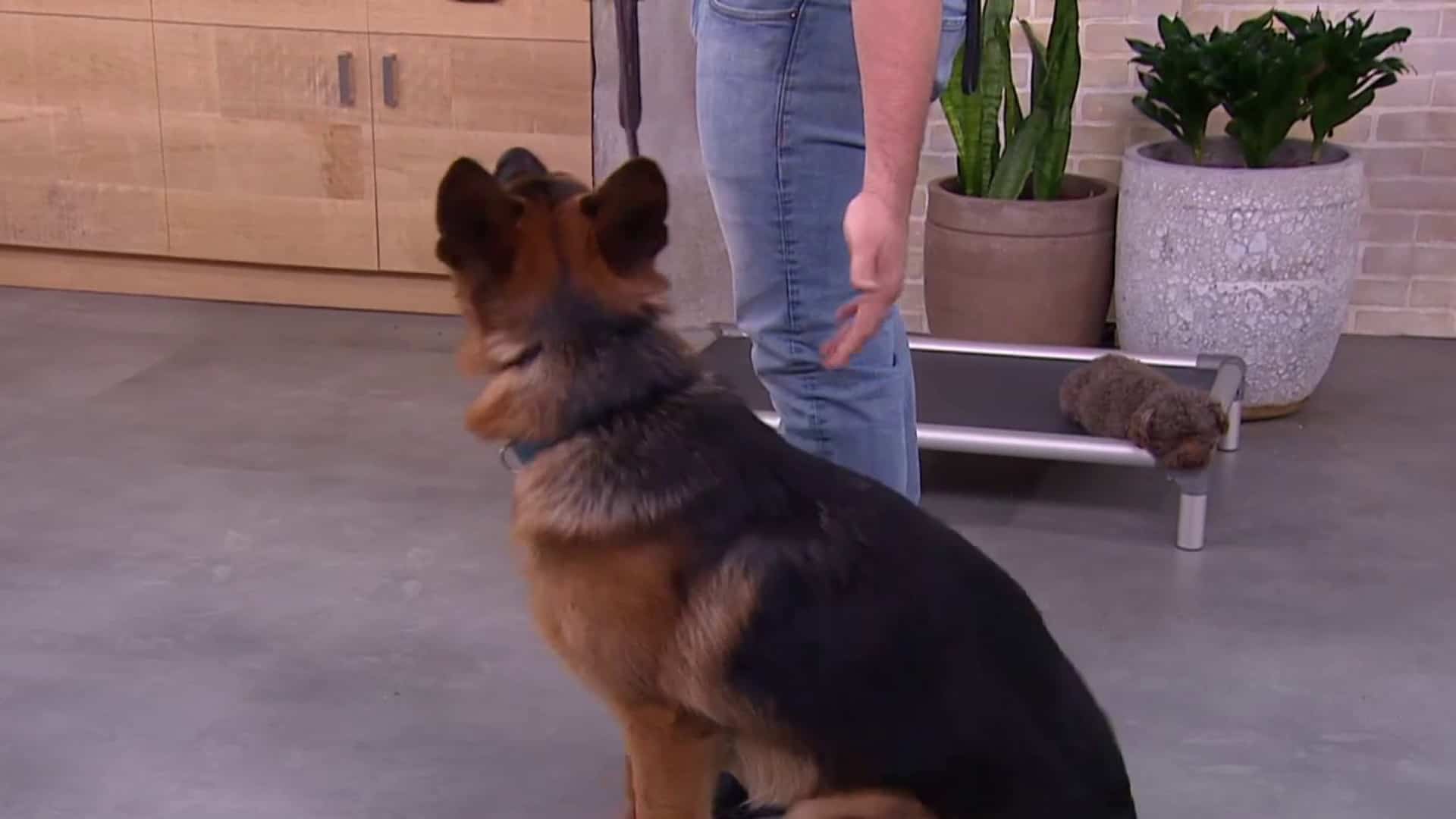 Les trucs importants à apprendre à notre chien