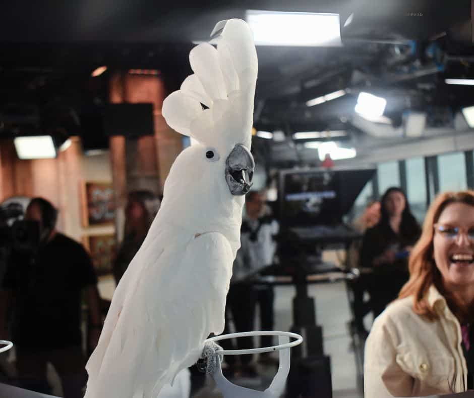 Les enfants craquent pour ces animaux exotiques