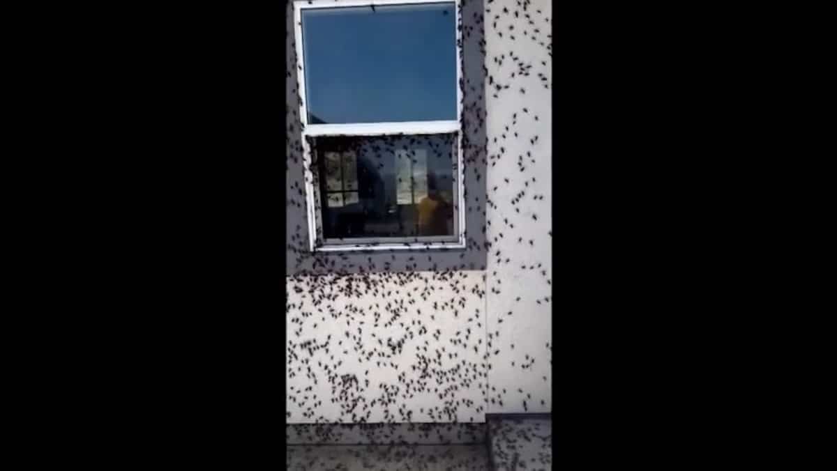 EN VIDÉO | Des milliers de criquets prennent d’assaut des résidences du Nevada