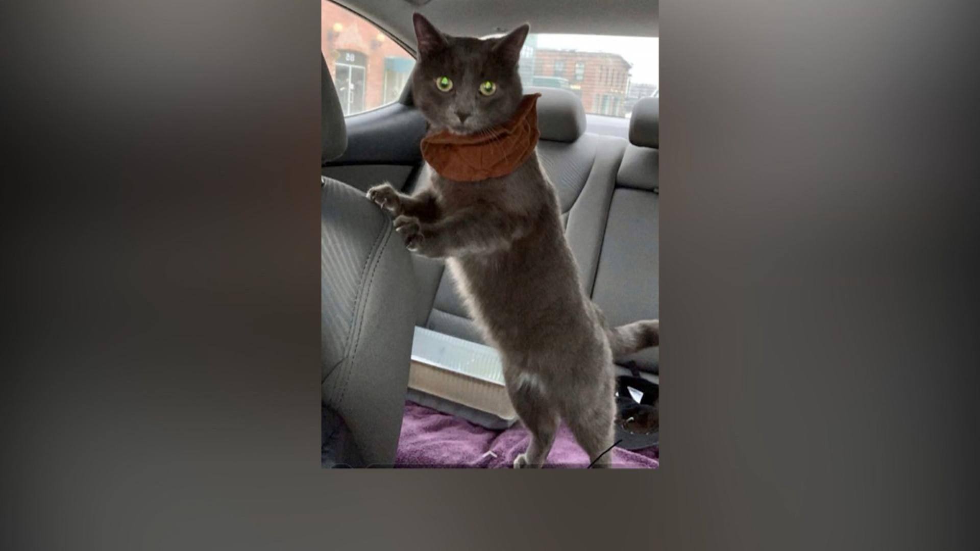 Arrete Pour Avoir Battu Sauvagement Un Chat A Coups De Patte De Table Tva Nouvelles