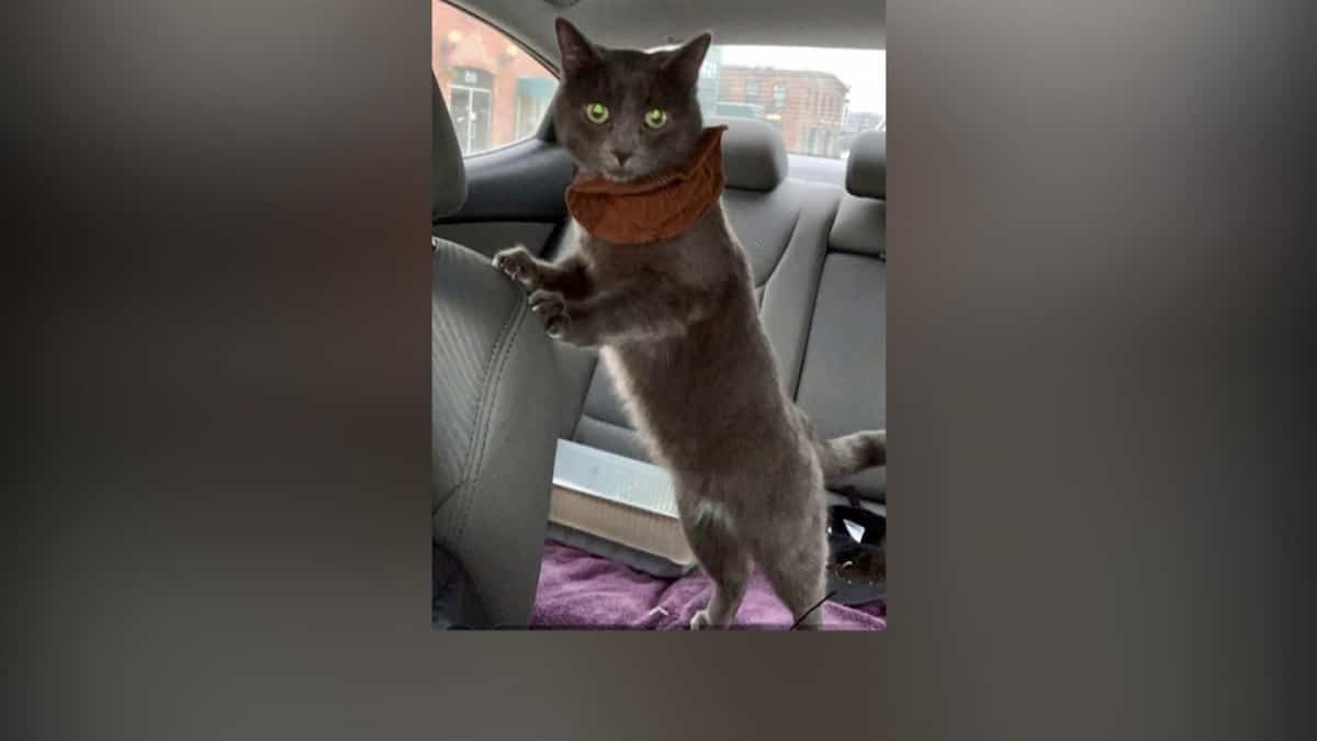 Arrete Pour Avoir Battu Sauvagement Un Chat A Coups De Patte De Table Tva Nouvelles Arrete Pour Avoir Battu Sauvagement Un Chat A Coups De Patte De Table Tva Nouvelles