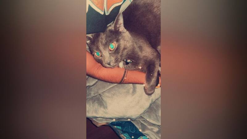 Arrete Pour Avoir Battu Sauvagement Un Chat A Coups De Patte De Table Tva Nouvelles Arrete Pour Avoir Battu Sauvagement Un Chat A Coups De Patte De Table Tva Nouvelles