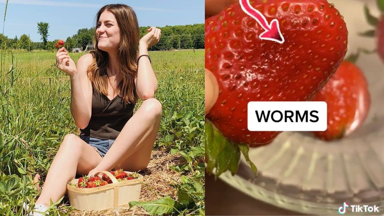 Voici comment sortir les vers de vos fraises