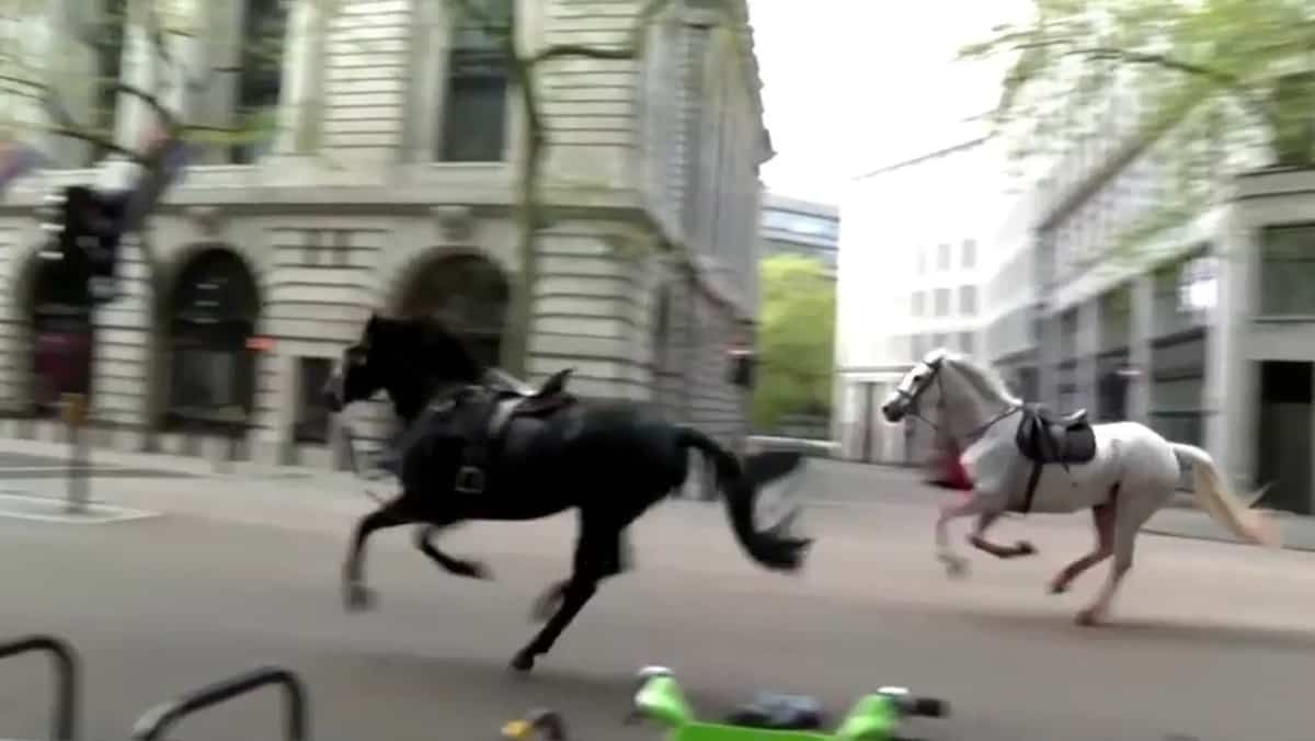EN VIDÉO | Des chevaux en cavale font plusieurs blessés en plein centre de Londres