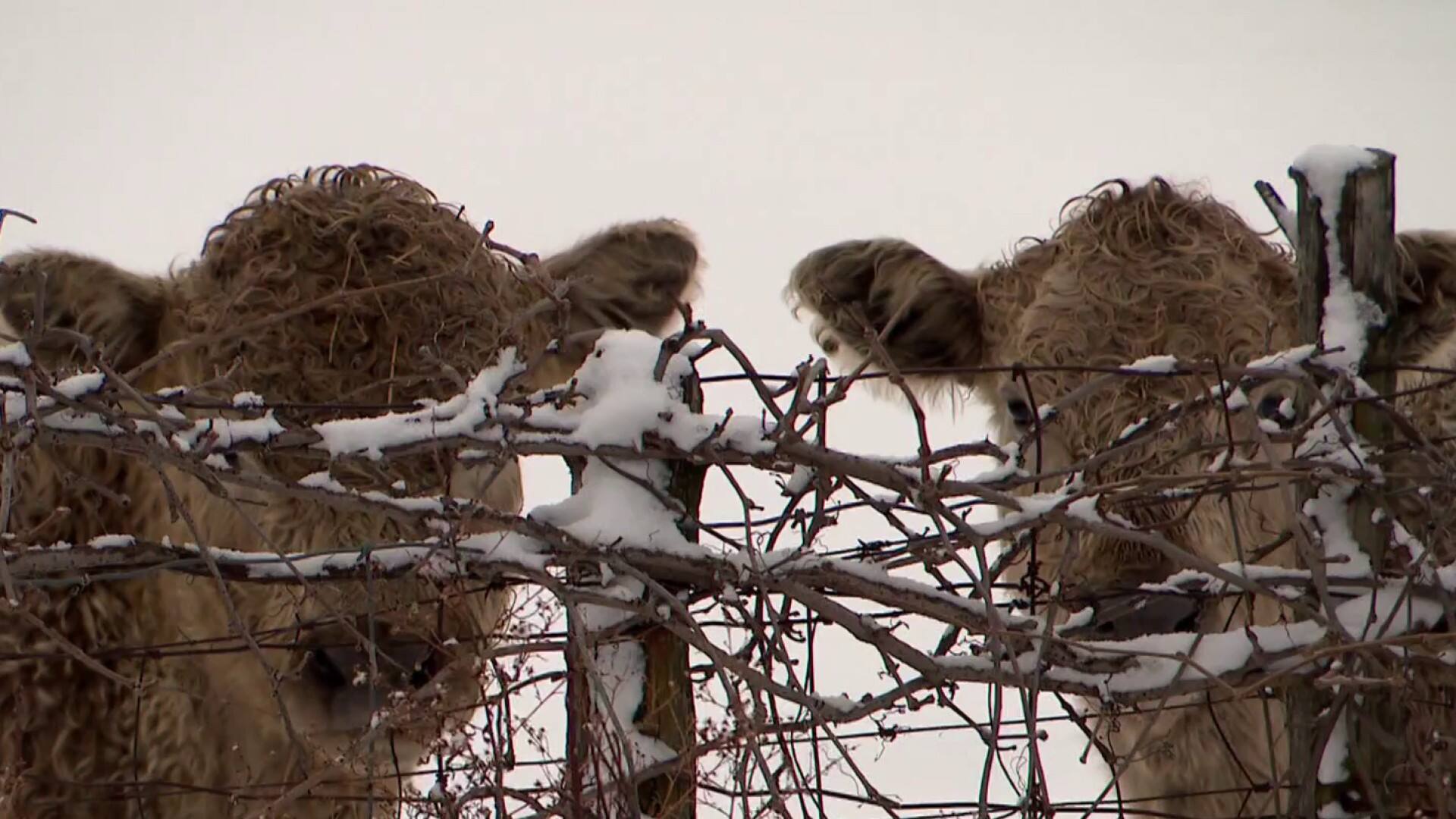 Les vaches fugitives de retour à la maison!