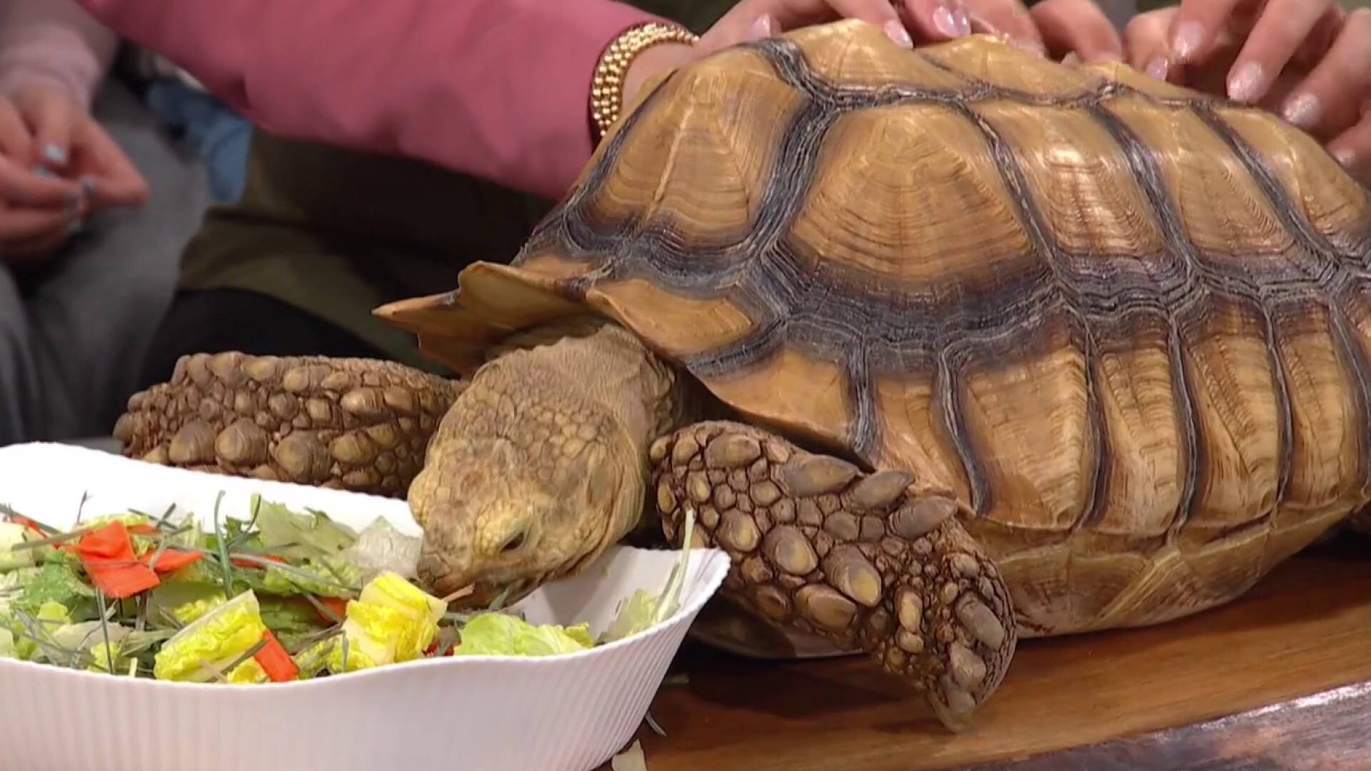 À la rencontre d’animaux vraiment particuliers!