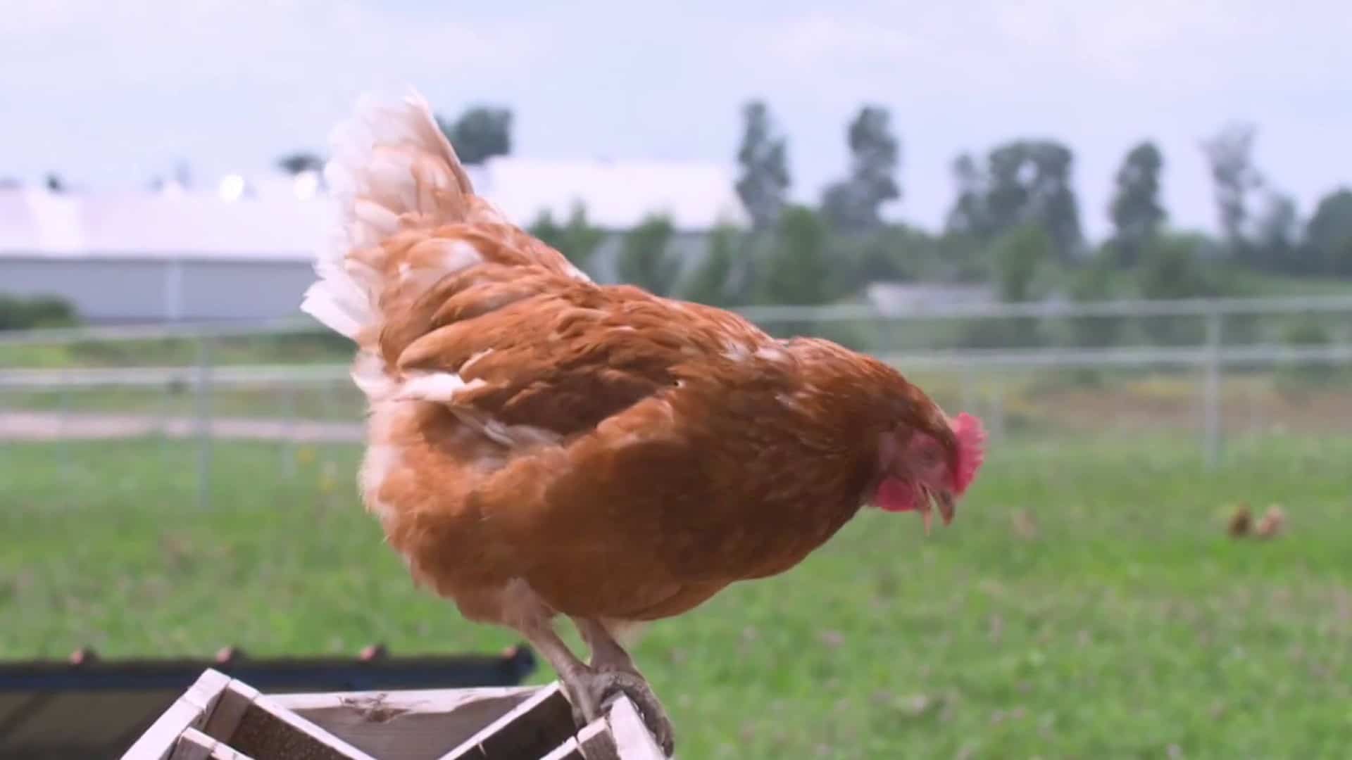 Fermes Burnbrae partenaires des producteurs locaux