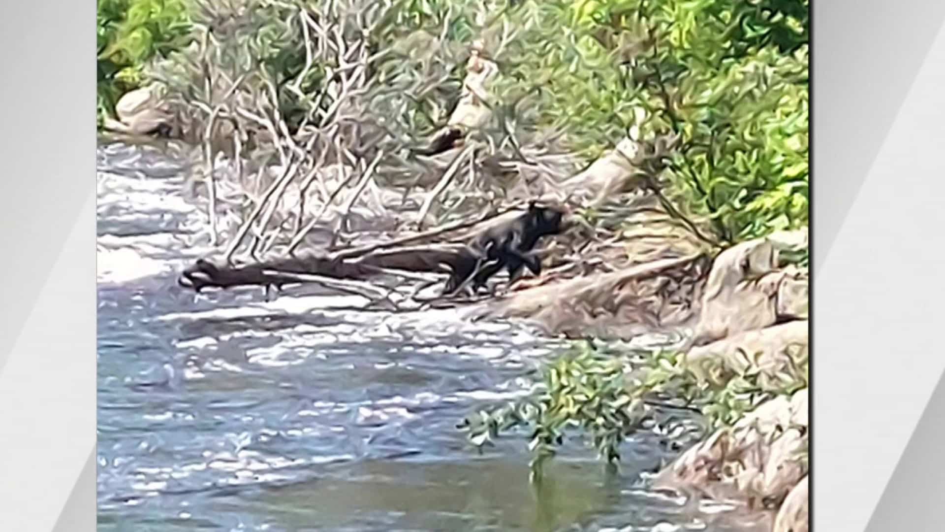 Des ours dans le parc de la rivière-du-moulin