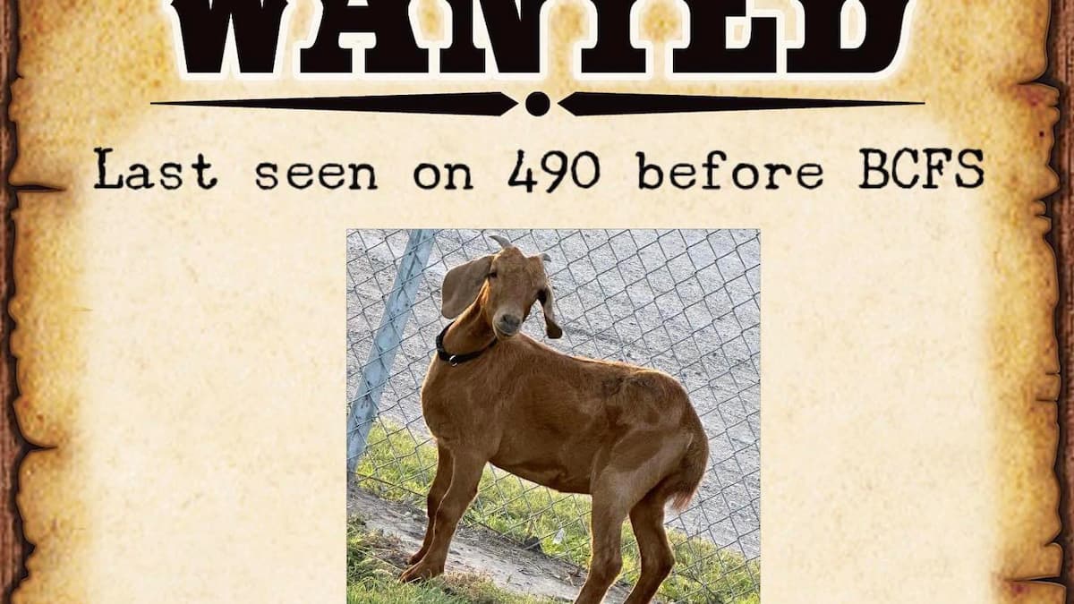 Over ,000 to find a goat in Texas Over ,000 to find a goat in Texas