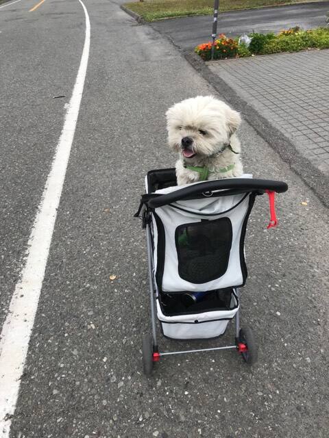 Des Nouvelles De Nos Animaux Adoptés Salut Bonjour