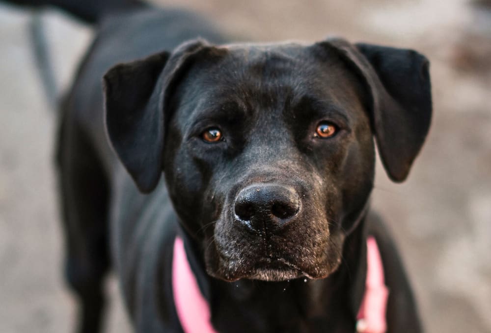Yva, une professeure d'Allemand à quatre pattes
