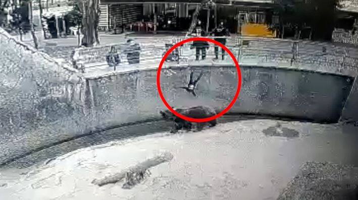 Elle lance son bambin dans un enclos d&rsquo;ours