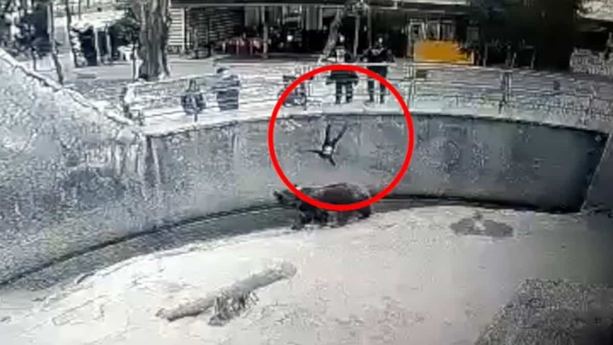 Elle lance son bambin dans un enclos d’ours