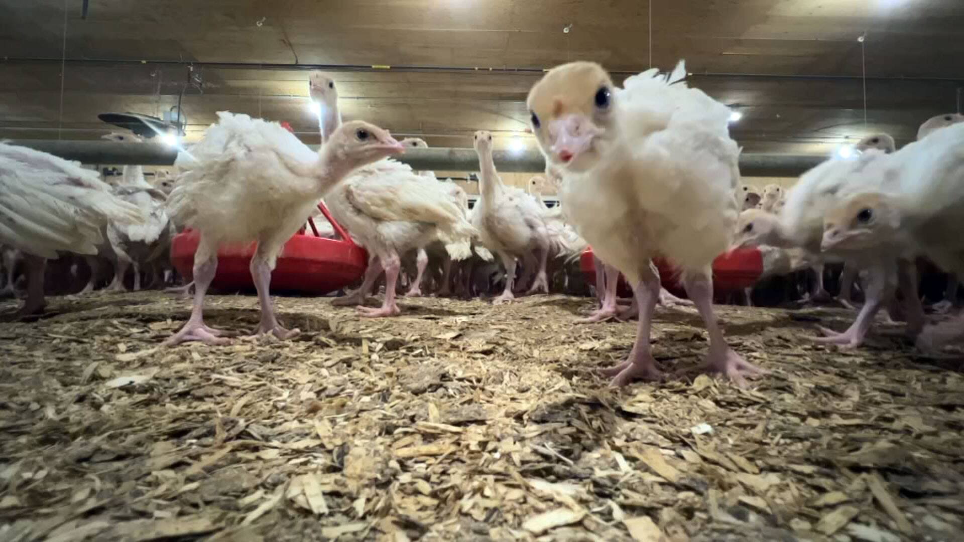 La dinde a toujours la cote au Qu&eacute;bec, mais nombreux sont les d&eacute;fis pour les &eacute;leveurs