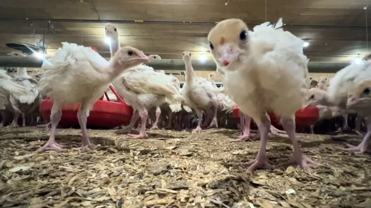 La dinde a toujours la cote au Québec, mais nombreux sont les défis pour les éleveurs