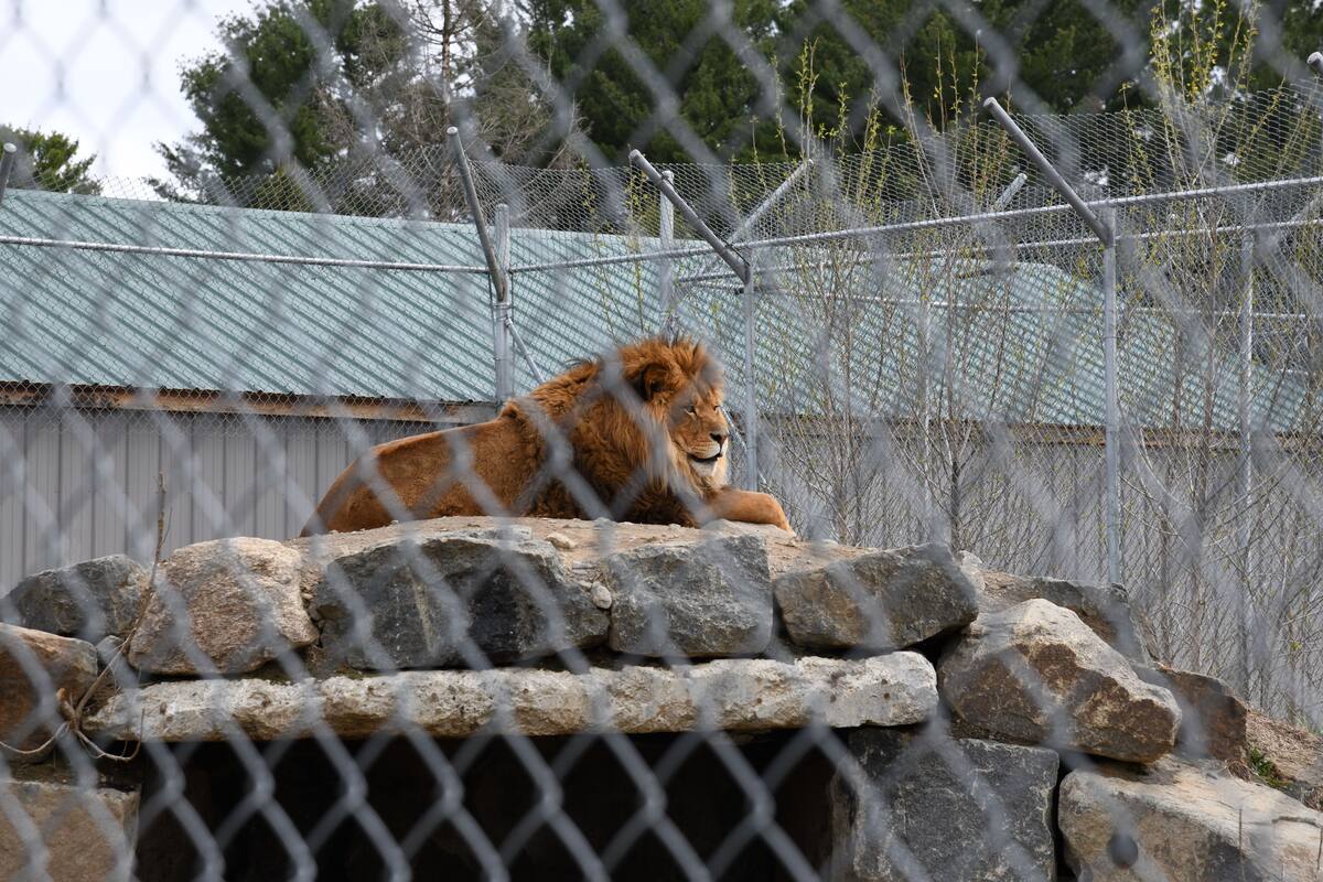 Des animaux du Zoo de Saint-Édouard sont morts depuis la saisie | TVA