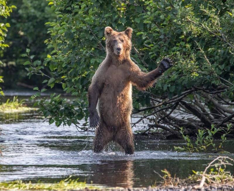 «Salut tout le monde!» - Un ours brun en Alaska