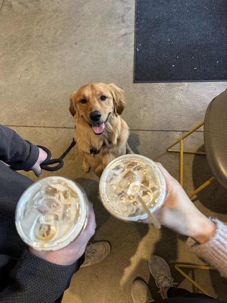 Image principale de l'article Un café dog-friendly a ouvert à Montréal