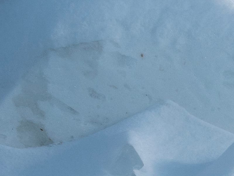 72e Carnaval de Québec : les légendes à lhonneur au Palais de Bonhomme