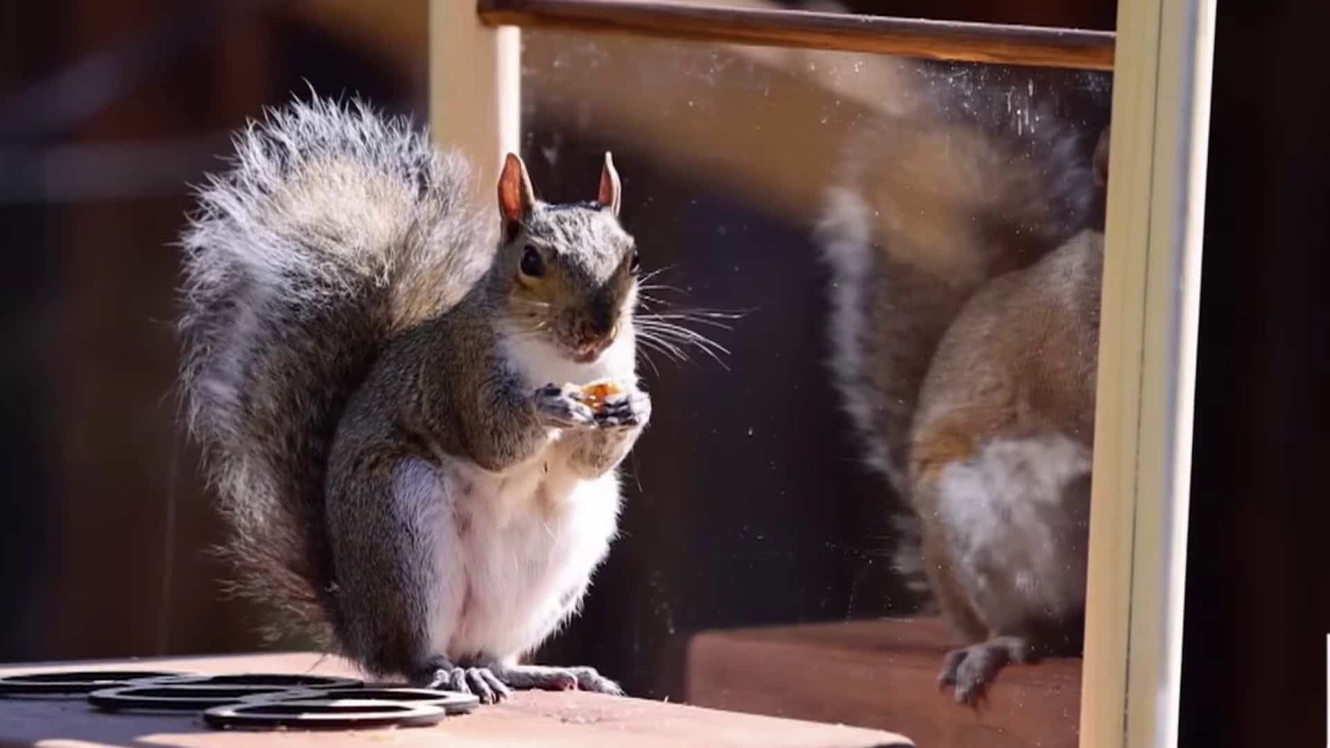 Les olympiades des écureuils sur YouTube!