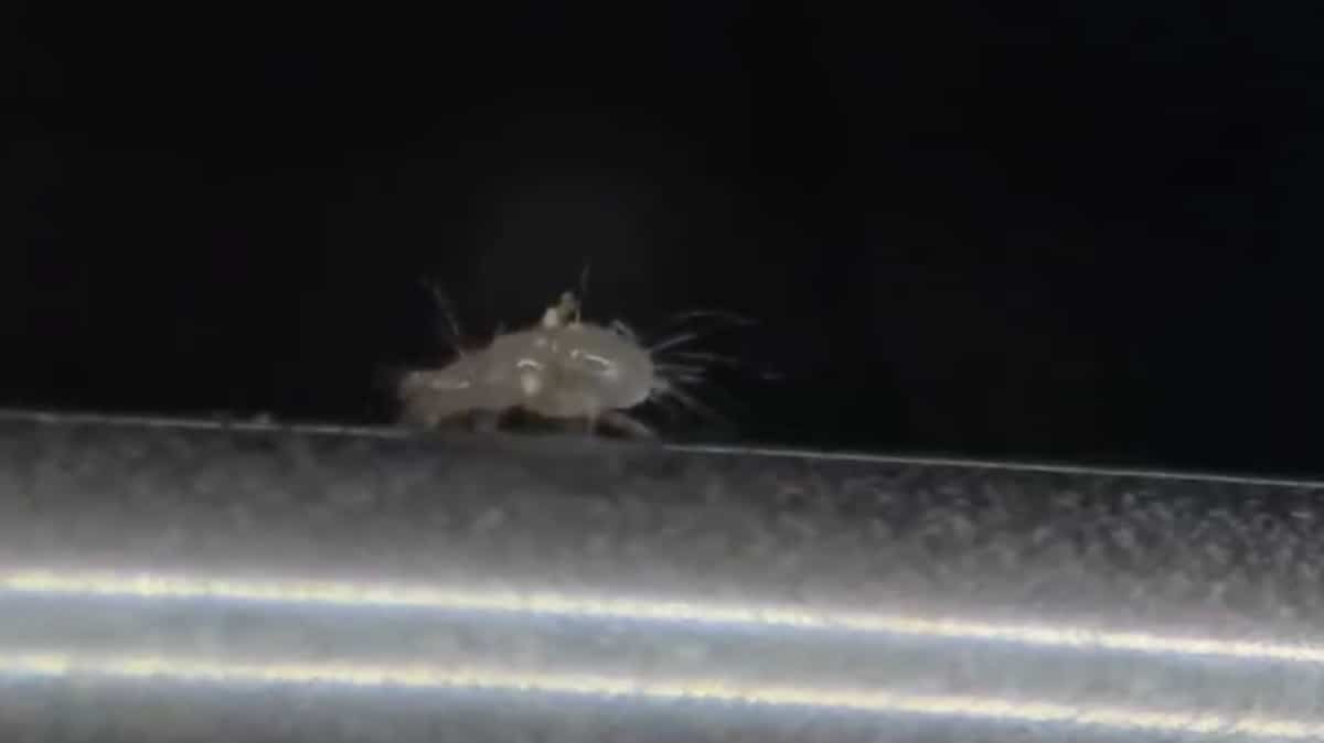 Our phones are smart, but they are dirty. Watch everything that crawls on them on video Our phones are smart, but they are dirty. Watch everything that crawls on them on video