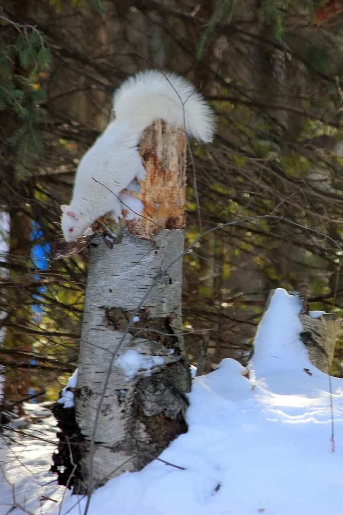 De rares &eacute;cureuils blancs observ&eacute;s au nord de Montr&eacute;al