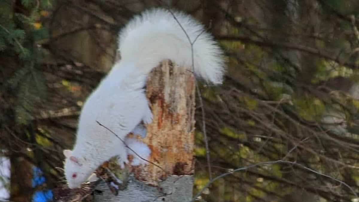De rares écureuils blancs observés au nord de Montréal