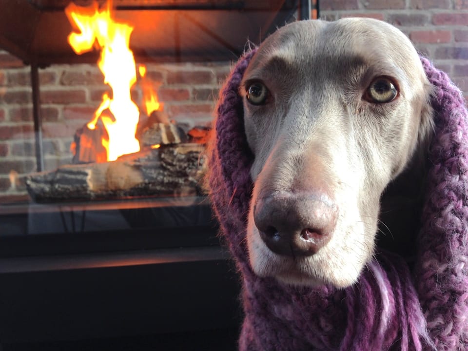 Nouvelle maladie respiratoire canine 