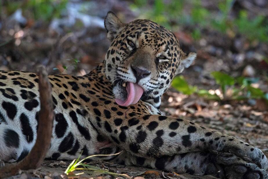 Image principale de l'article Le jaguar et la harpie féroce menacés