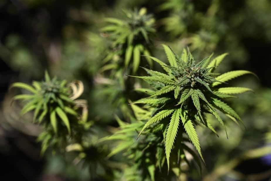 Image principale de l'article Sa fille nommée en l'honneur d'un type de cannabis