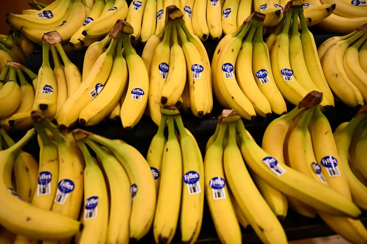Pr&egrave;s de 250 kilos de coca&iuml;ne d&eacute;couverts dans des bananes