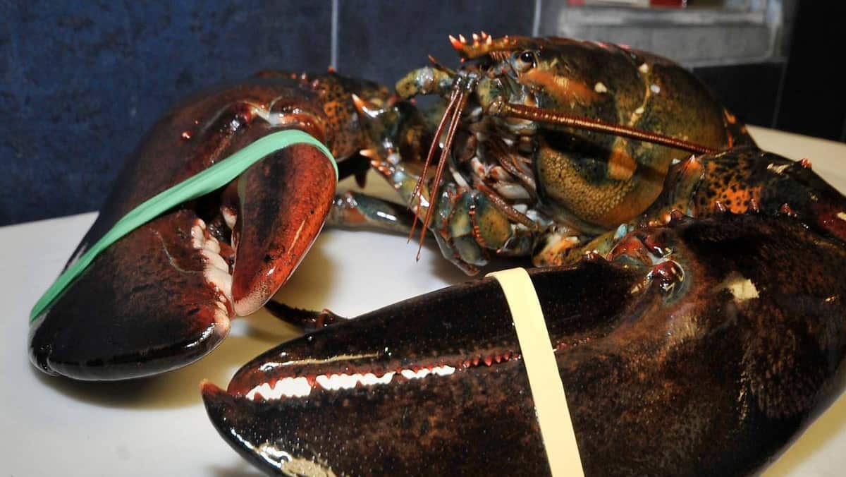 Faire bouillir son homard vivant, de la cruauté animale?