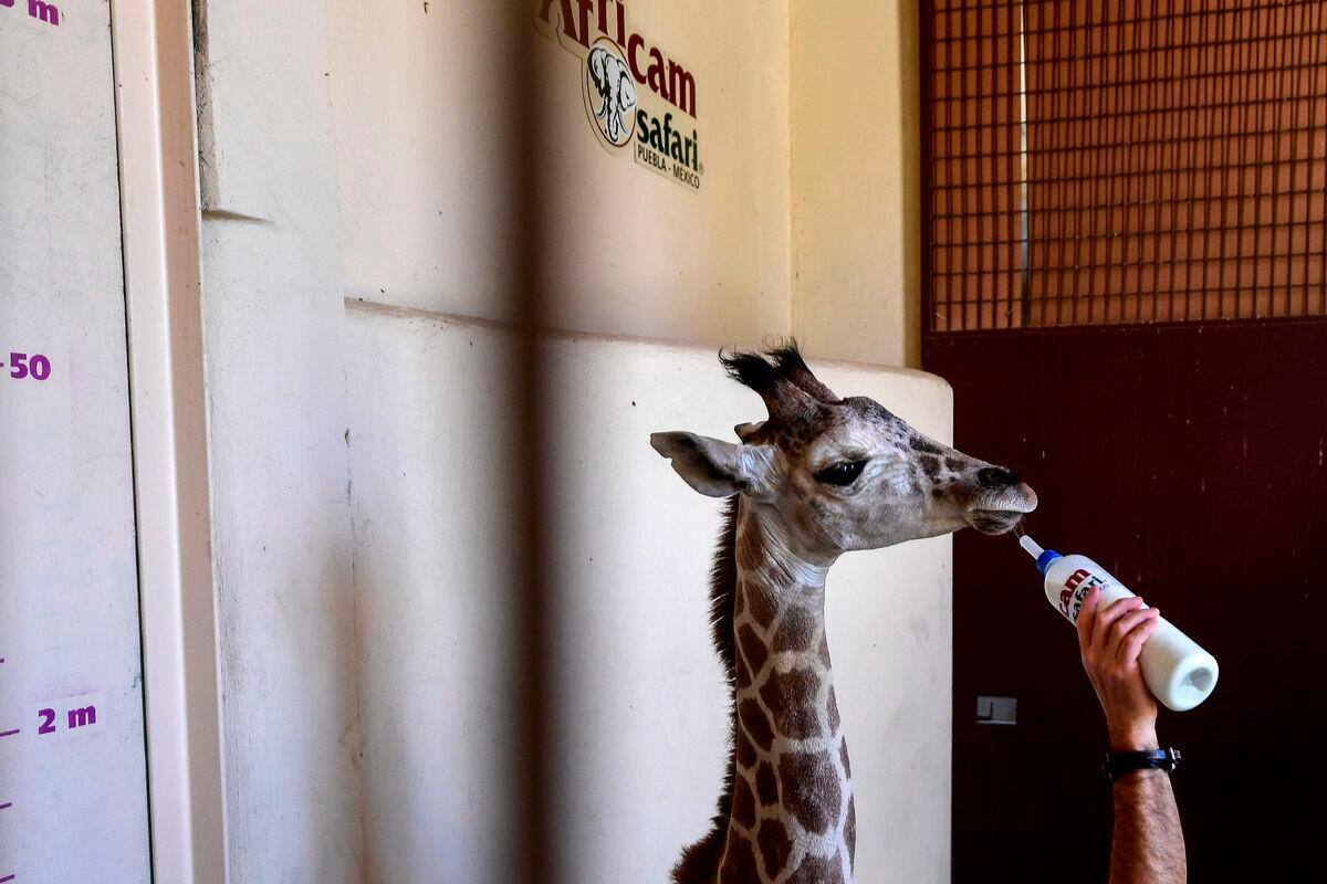Mexico In The Midst Of A Pandemic Baby Boom In An Animal Reserve The Canadian Mexico In The Midst Of A Pandemic Baby Boom In An Animal Reserve The Canadian