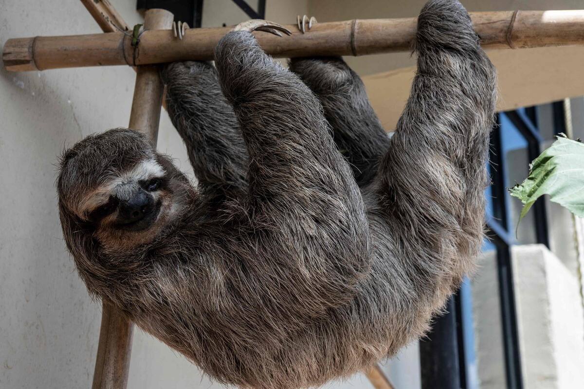 Un fossile de paresseux g&eacute;ant d&eacute;couvert en Guyane