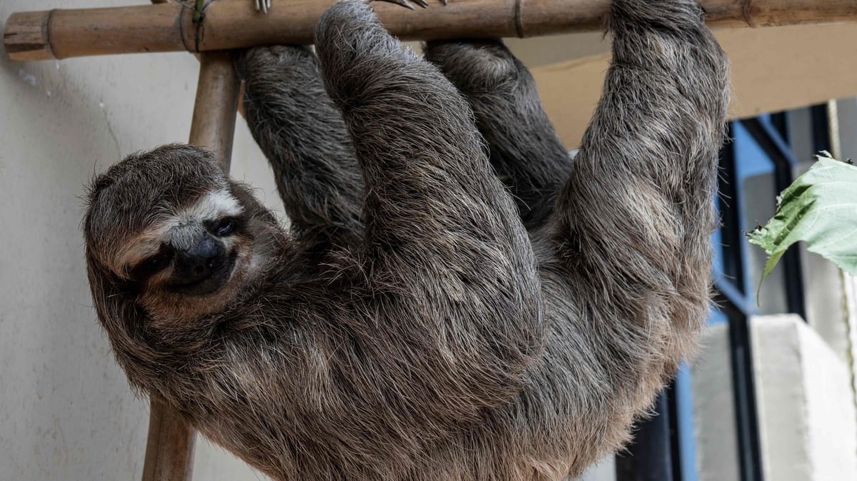 Un fossile de paresseux géant découvert en Guyane