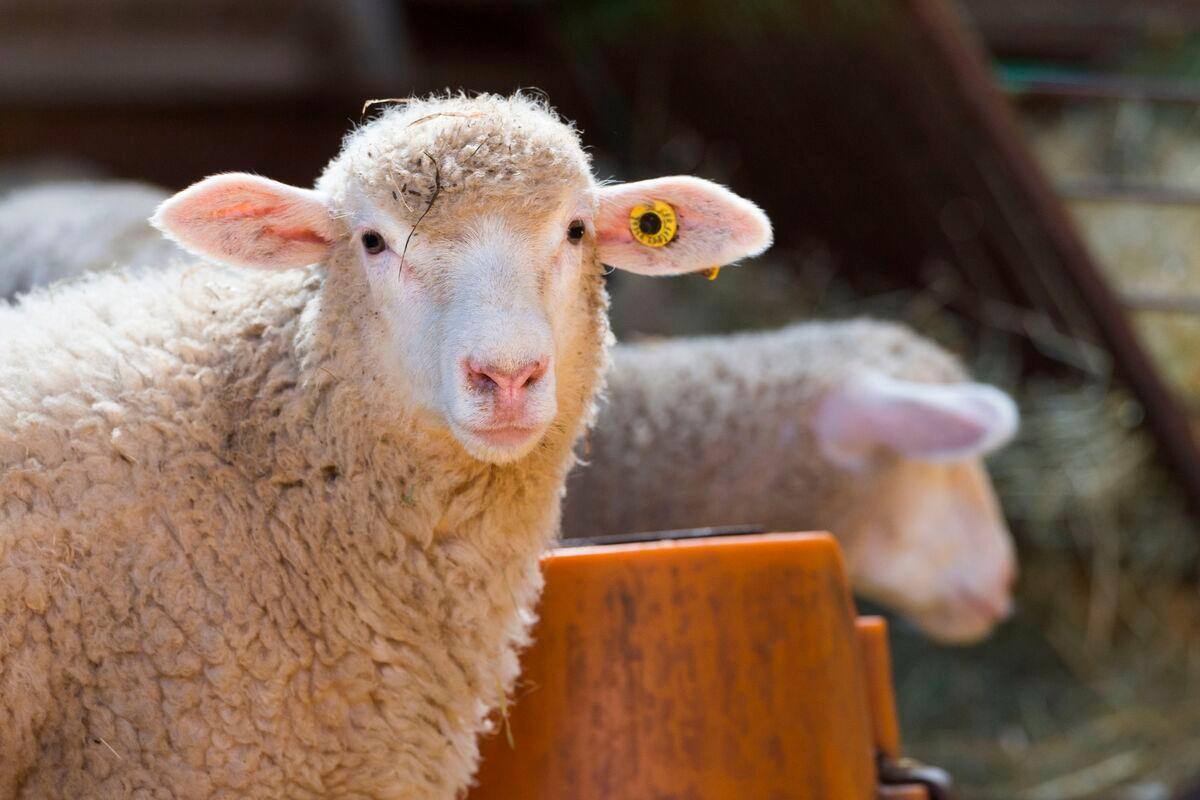 Bruxelles: l'abattage rituel des animaux ne sera pas banni