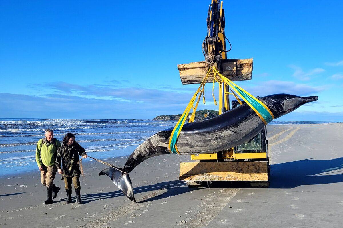 La baleine la plus rare au monde &eacute;choue sur une plage de Nouvelle-Z&eacute;lande