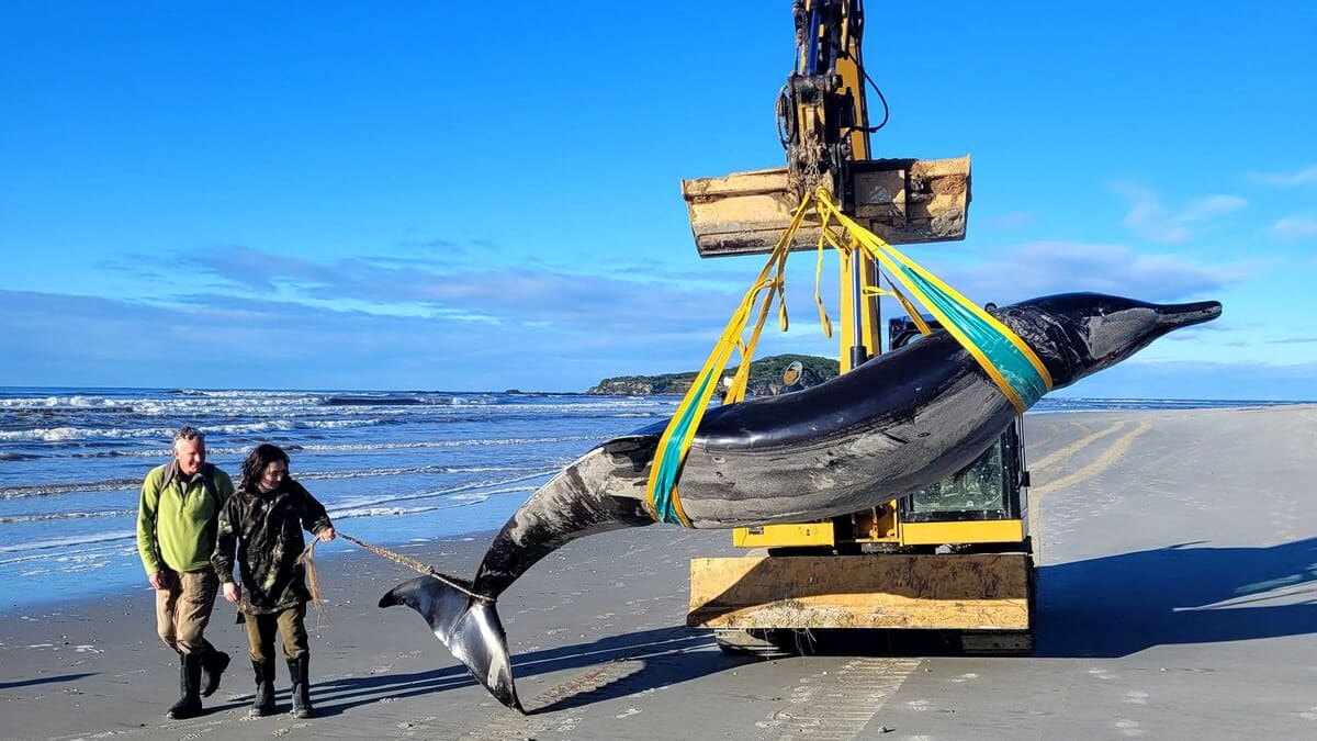 La baleine la plus rare au monde échoue sur une plage de Nouvelle-Zélande