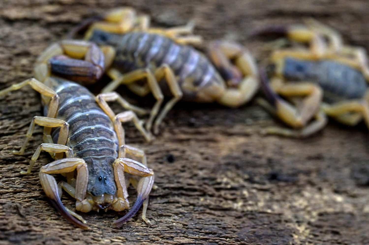 Le Scorpion Est Maintenant L animal Venimeux Le Plus Mortel Du Br sil JDM le-scorpion-est-maintenant-l-animal-venimeux-le-plus-mortel-du-br-sil-jdm