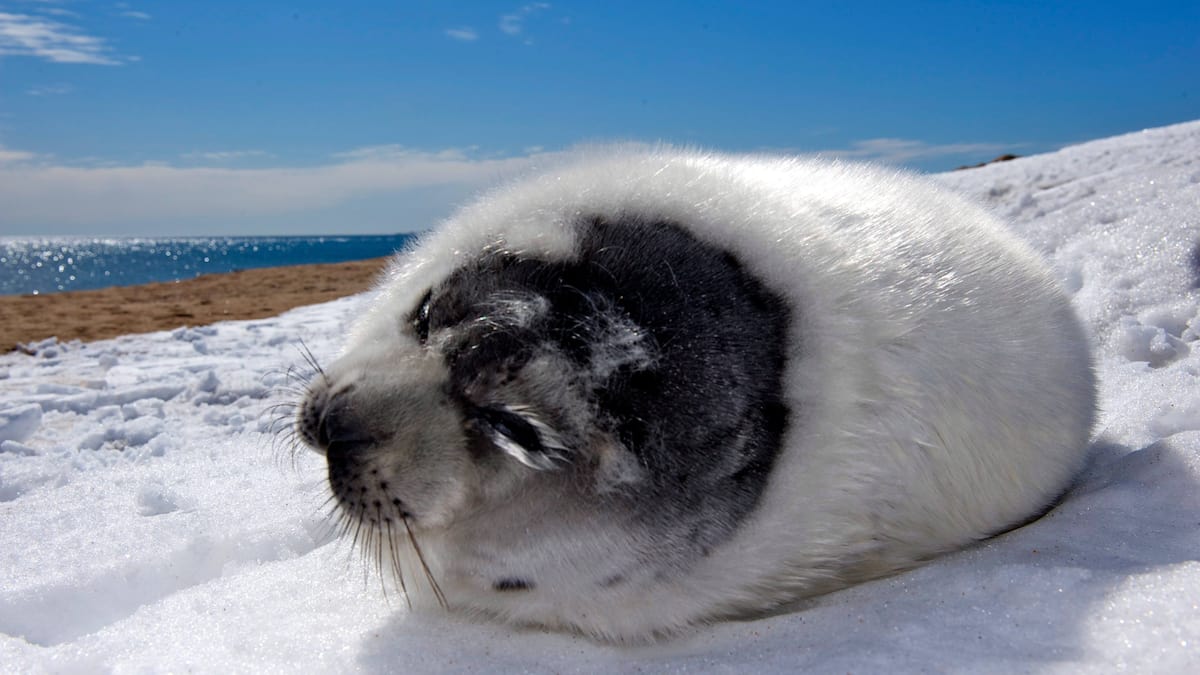 Ouverture de la chasse aux phoques du Groenland cette semaine aux Îles